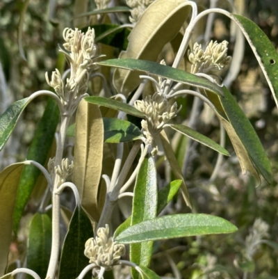 Olearia megalophylla (Large-leaf Daisy-bush) at Tennent, ACT - 19 Oct 2022 by Pirom