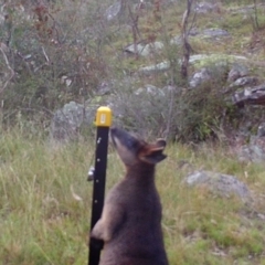 Wallabia bicolor (Swamp Wallaby) at Mount Taylor - 22 Apr 2022 by MountTaylorParkcareGroup