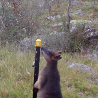 Wallabia bicolor (Swamp Wallaby) at Mount Taylor - 22 Apr 2022 by MountTaylorParkcareGroup