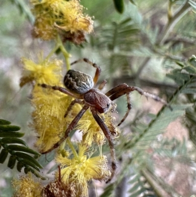 Araneus hamiltoni (Hamilton's Orb Weaver) at Mount Ainslie - 29 Sep 2022 by Pirom