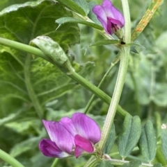 Vicia sativa (Common Vetch) at Red Hill, ACT - 18 Oct 2022 by JaneR