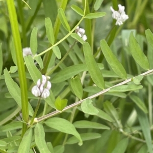 Vicia disperma at Red Hill, ACT - 18 Oct 2022