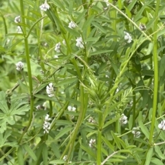 Vicia disperma at Red Hill, ACT - 18 Oct 2022