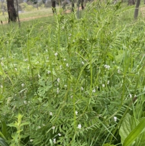 Vicia disperma at Red Hill, ACT - 18 Oct 2022