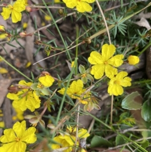 Hibbertia acicularis at Bungonia, NSW - 18 Oct 2022 01:07 PM