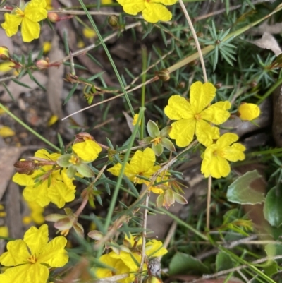 Hibbertia acicularis (Prickly Guinea-flower) at Bungonia National Park - 18 Oct 2022 by GlossyGal