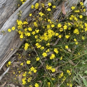 Hibbertia acicularis at Bungonia, NSW - 18 Oct 2022 01:07 PM