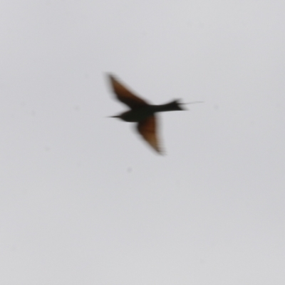 Merops ornatus (Rainbow Bee-eater) at Wodonga, VIC - 24 Oct 2022 by KylieWaldon