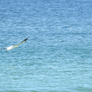 Morus serrator at Hawks Nest, NSW - 19 Sep 2022 02:56 PM