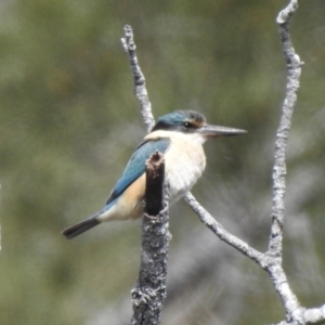 Todiramphus sanctus at Hawks Nest, NSW - 19 Sep 2022 11:08 AM