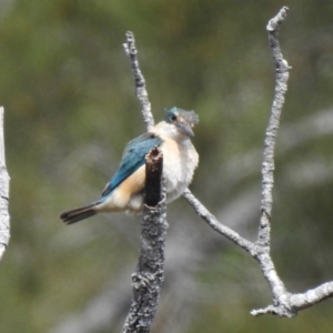 Todiramphus sanctus at Hawks Nest, NSW - 19 Sep 2022 11:08 AM