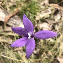 Glossodia major (Wax Lip Orchid) at Bruce Ridge to Gossan Hill - 16 Oct 2022 by goyenjudy