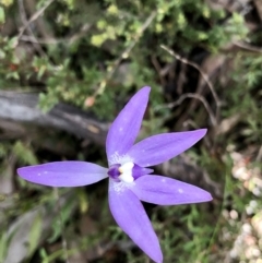 Glossodia major at Bruce, ACT - suppressed