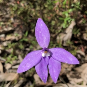 Glossodia major at Bruce, ACT - suppressed