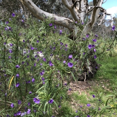 Solanum linearifolium (Kangaroo Apple) at Bruce Ridge to Gossan Hill - 15 Oct 2022 by goyenjudy