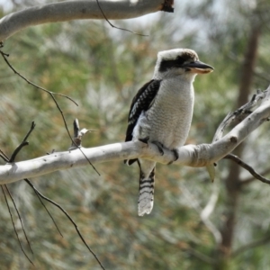 Dacelo novaeguineae (Laughing Kookaburra) at Hawks Nest, NSW by GlossyGal