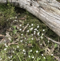 Leucopogon virgatus (Common Beard-heath) at Bruce Ridge to Gossan Hill - 16 Oct 2022 by goyenjudy