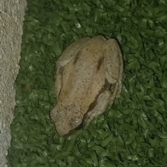 Unidentified Frog (TBC) at Walligan, QLD - 20 Oct 2022 by rieteklis