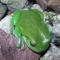 Unidentified Frog (TBC) at Walligan, QLD - 22 Oct 2022 by rieteklis