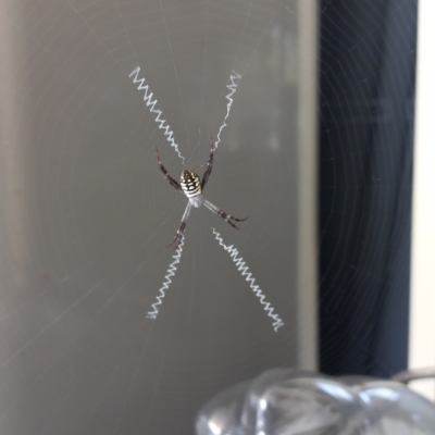Argiope (genus) (A St. Andrew's cross spider) at Walligan, QLD - 22 Sep 2022 by rieteklis