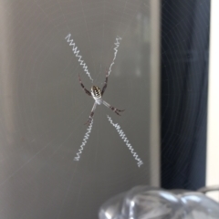 Unidentified Orb-weaving spider (several families) (TBC) at Walligan, QLD - 22 Sep 2022 by rieteklis