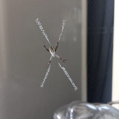 Unidentified Orb-weaving spider (several families) at Walligan, QLD - 22 Sep 2022 by rieteklis