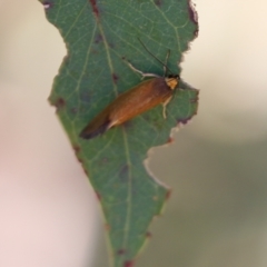 Delexocha ochrocausta (Chezala Group) at Wodonga, VIC - 23 Oct 2022 by KylieWaldon