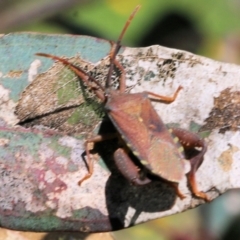 Amorbus sp. (genus) (Eucalyptus Tip bug) at WREN Reserves - 22 Oct 2022 by KylieWaldon