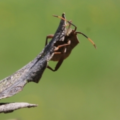 Amorbus (genus) at Wodonga, VIC - 23 Oct 2022 10:24 AM