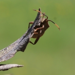 Amorbus sp. (genus) at Wodonga, VIC - 23 Oct 2022