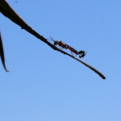 Thynninae (subfamily) (Smooth flower wasp) at Wodonga - 22 Oct 2022 by KylieWaldon