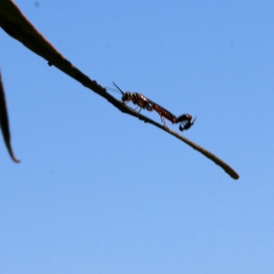 Thynninae (subfamily) (Smooth flower wasp) at WREN Reserves - 22 Oct 2022 by KylieWaldon