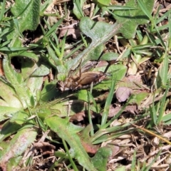 Grylloidea (superfamily) (Unidentified cricket) at Wodonga, VIC - 23 Oct 2022 by KylieWaldon