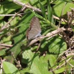 Zizina otis (Common Grass-Blue) at WREN Reserves - 23 Oct 2022 by KylieWaldon