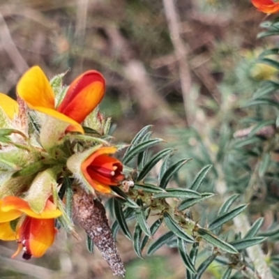 Pultenaea praetermissa at Gundaroo, NSW - 19 Oct 2022 by Gunyijan