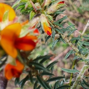 Pultenaea praetermissa at Gundaroo, NSW - 19 Oct 2022