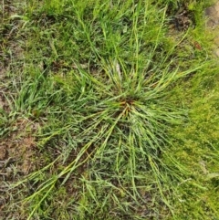 Unverified Other Wildflower or Herb at Isaacs, ACT - 28 Oct 2022 by Mike
