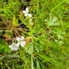 Geranium solanderi (Native Geranium) at O'Malley, ACT - 24 Oct 2022 by Mike