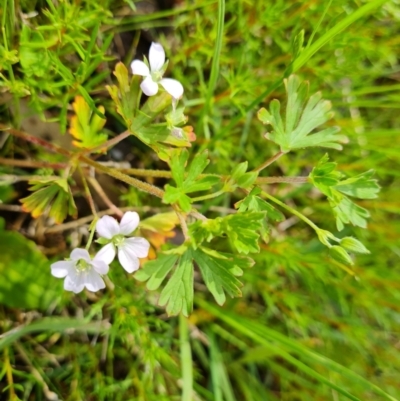 Geranium solanderi (Native Geranium) at O'Malley, ACT - 24 Oct 2022 by Mike