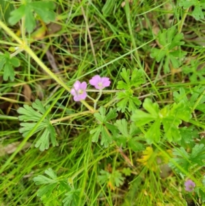 Geranium solanderi at O'Malley, ACT - 24 Oct 2022 04:10 PM