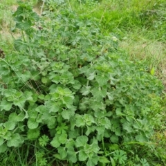 Marrubium vulgare (Horehound) at Mount Mugga Mugga - 24 Oct 2022 by Mike