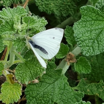 Pieris rapae (Cabbage White) at Mount Mugga Mugga - 24 Oct 2022 by Mike