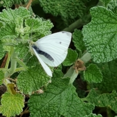 Pieris rapae (Cabbage White) at O'Malley, ACT - 24 Oct 2022 by Mike