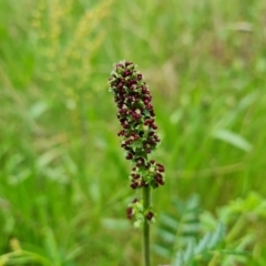 Acaena sp. (A Sheep's Burr) at Mount Mugga Mugga - 24 Oct 2022 by Mike