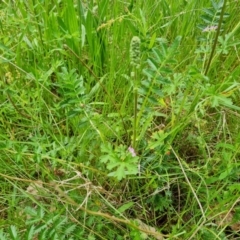 Acaena (genus) at Jerrabomberra, ACT - 24 Oct 2022