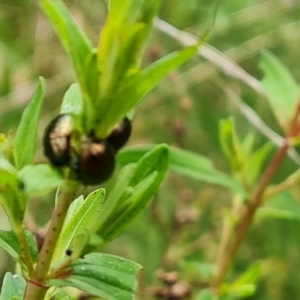 Chrysolina quadrigemina at Jerrabomberra, ACT - 24 Oct 2022