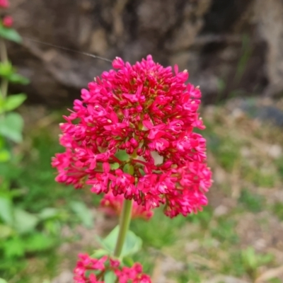 Centranthus ruber (Red Valerian, Kiss-me-quick, Jupiter's Beard) at Mount Mugga Mugga - 24 Oct 2022 by Mike