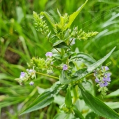 Veronica anagallis-aquatica (Blue Water Speedwell) at Mount Mugga Mugga - 24 Oct 2022 by Mike