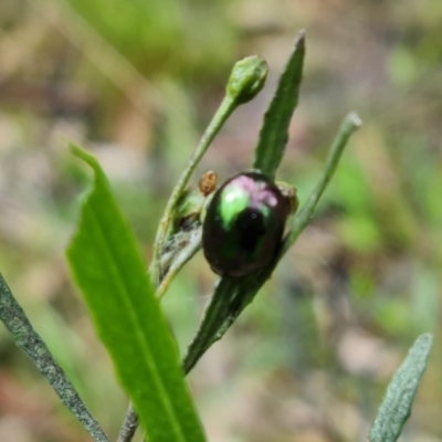 Callidemum hypochalceum (Hop-bush leaf beetle) at Mount Mugga Mugga - 24 Oct 2022 by Mike