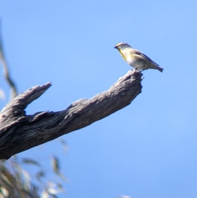 Pardalotus striatus (Striated Pardalote) at Mullengandra, NSW - 18 Oct 2022 by Darcy